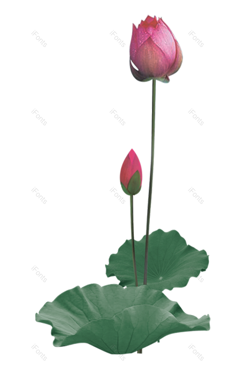 夏至图片,荷花元素,夏天PNG,花卉免抠素材